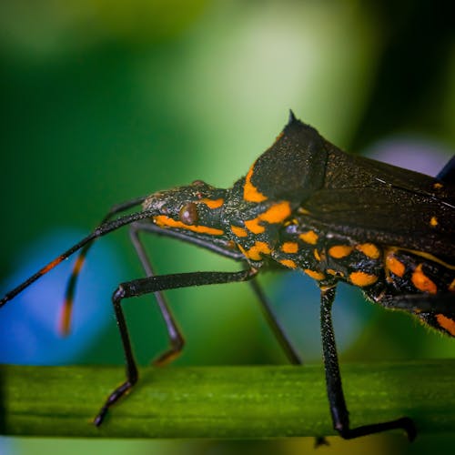Close-Up Shot of a Leaf-Footed Bug