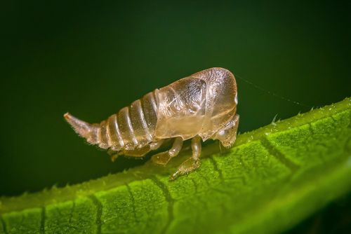 Free Macro photo of a transparent insect exoskeleton resting on a green leaf. Stock Photo