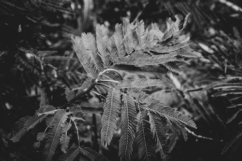 Imagine de stoc gratuită din alb-negru, fotografie de plante, fotografie la nivel de gri