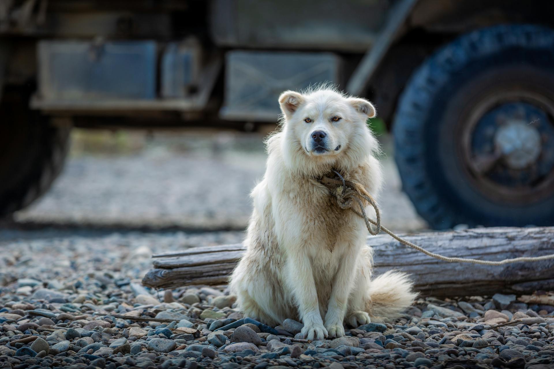 A Dog Sitting on the Ground