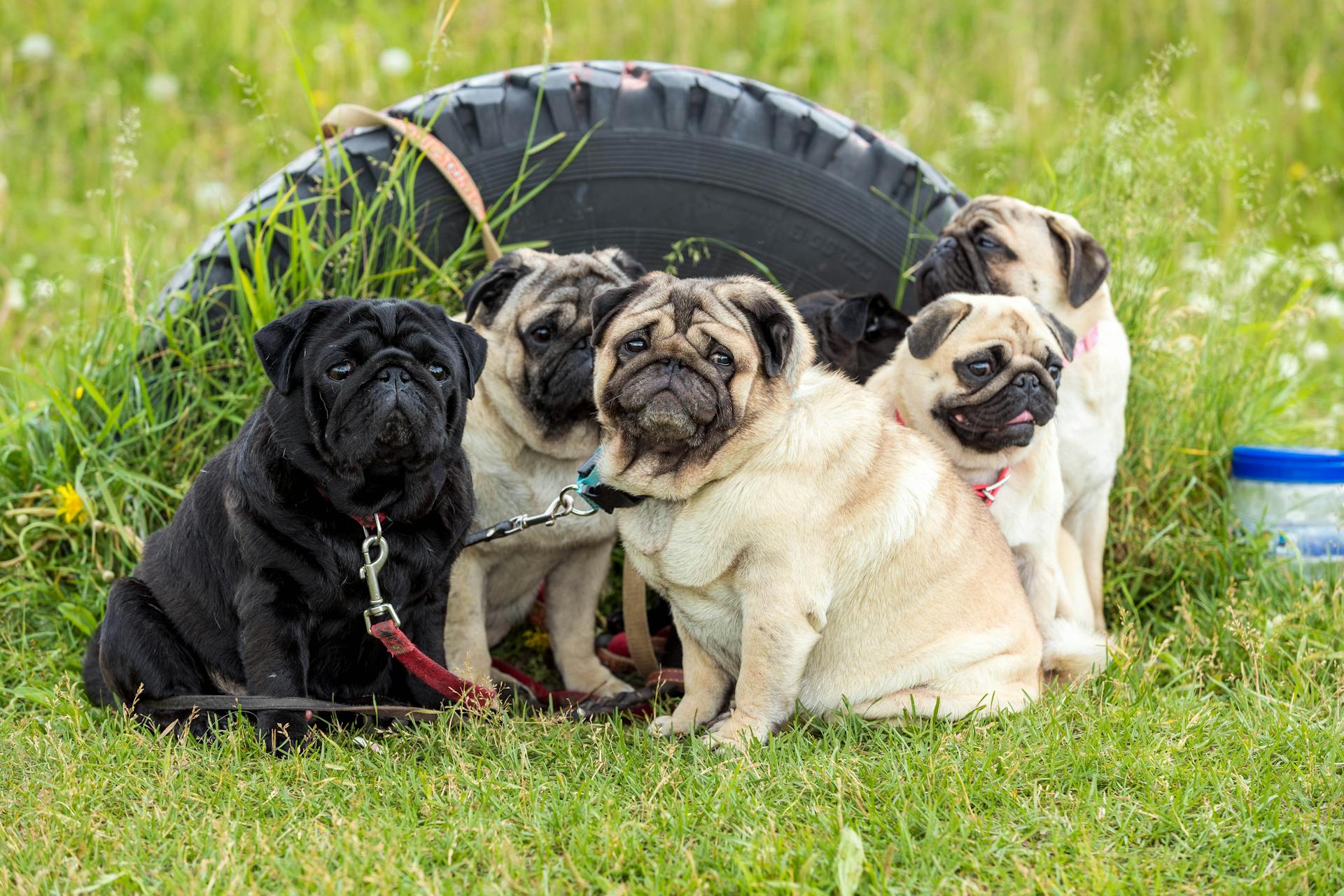 Pugs Sitting on a Grassy Field