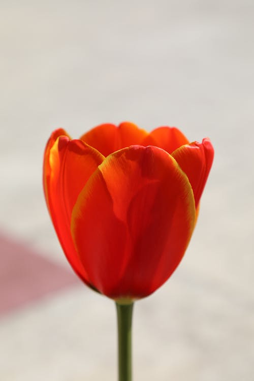 봄 꽃, 빨간 튤립의 무료 스톡 사진