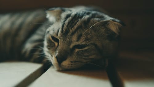 Základová fotografie zdarma na téma detail, domácí mazlíček, fotografování zvířat