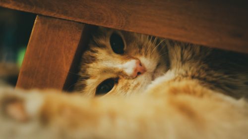 Free Close-up of a playful cat hiding under wooden furniture in a cozy indoor setting. Stock Photo