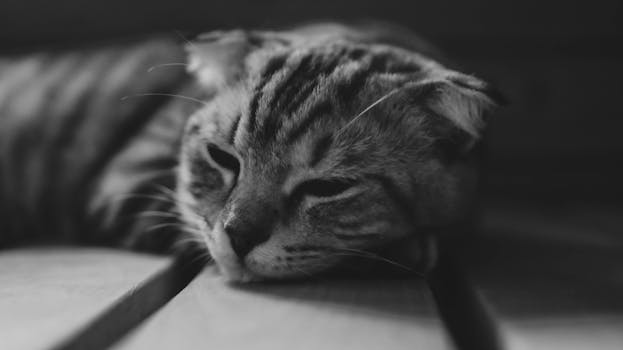 Serene black and white close-up of a resting tabby cat on wooden surface.