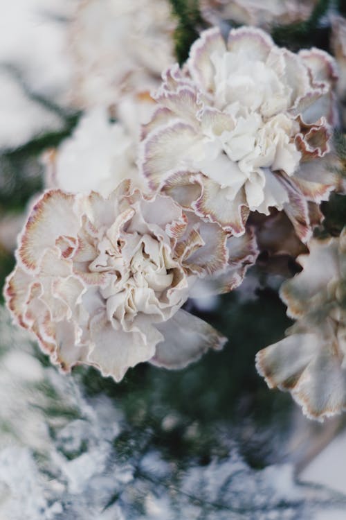 Free Close-Up Photo of White Carnation Flowers Stock Photo