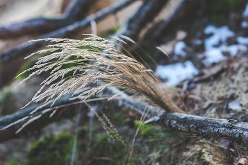 Closeup view of long dry grass