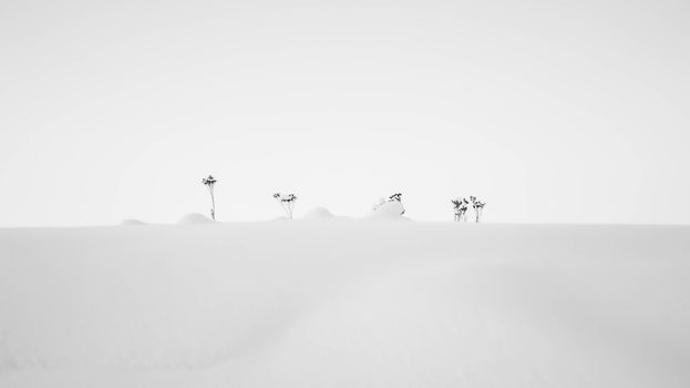 Black and white photo of sparse plants in a snowy winter field, minimalist style.