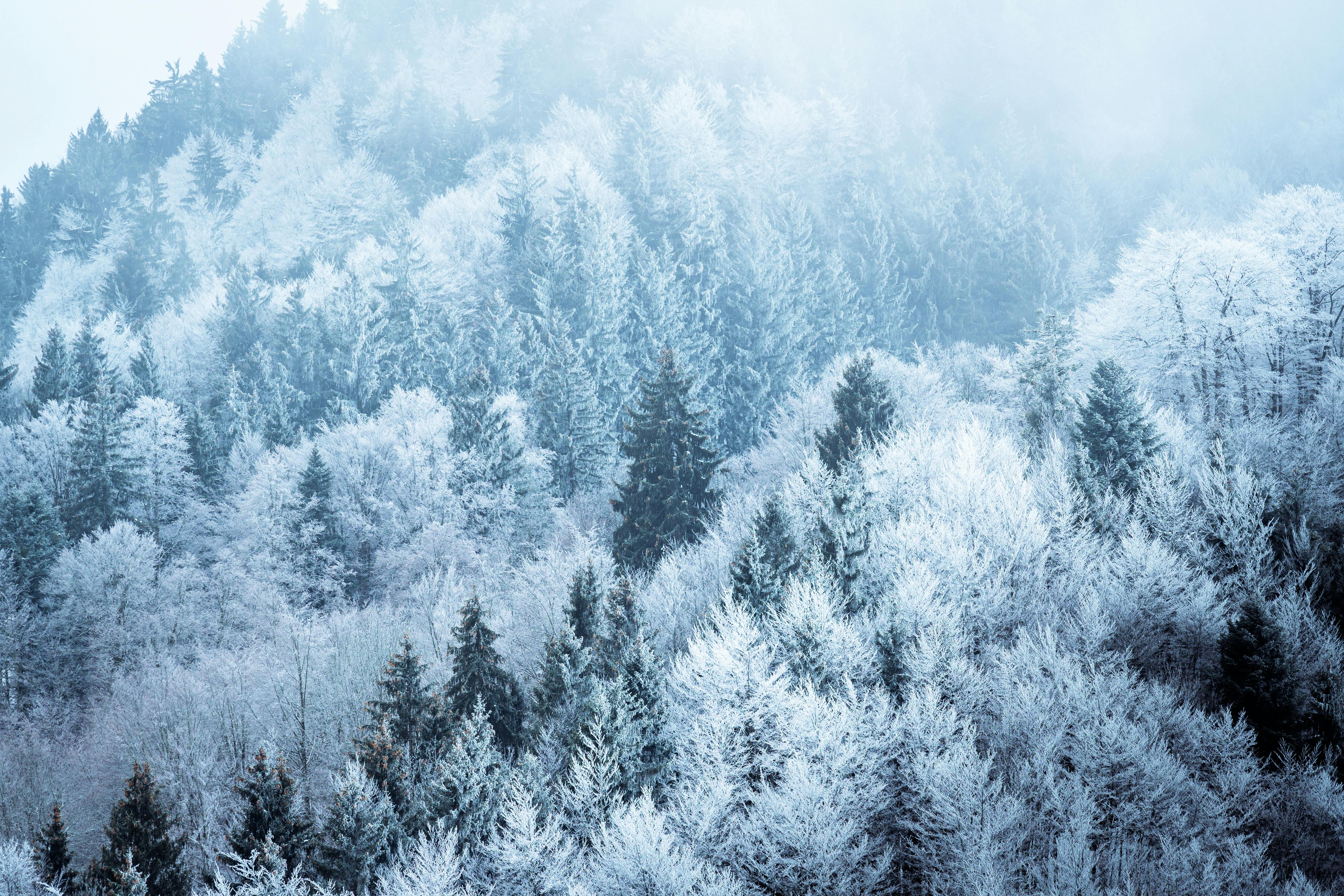 Snow covered evergreen branches, Snow on our evergreen tree…