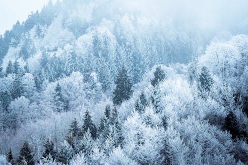 Fotobanka s bezplatnými fotkami na tému chladný, hora, hustý les