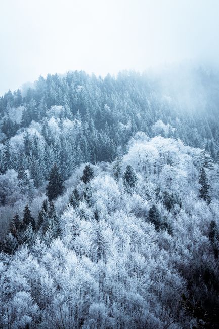 A breathtaking view of snow-laden evergreens shrouded in mist during winter.