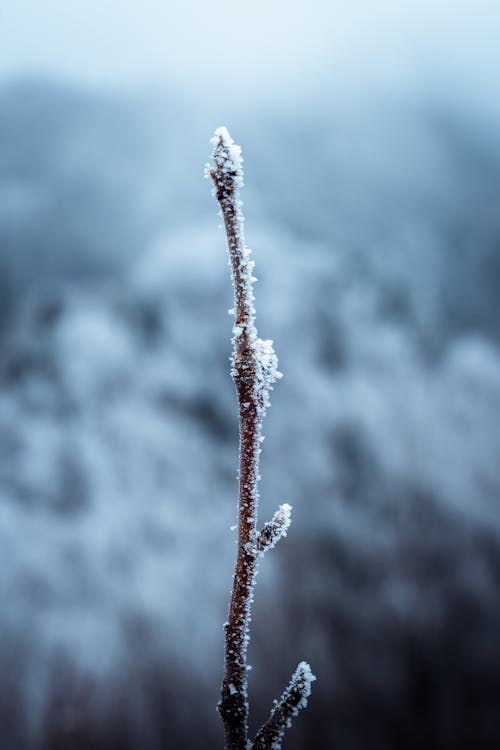 

A Close-Up Shot of a Frosty Twig