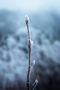 A single twig covered in frost with a blurred snowy background, capturing a serene winter scene.