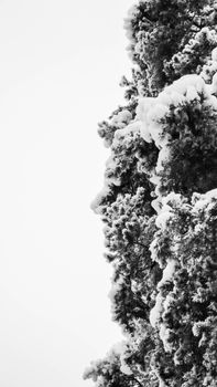Vertical close-up of a snow-covered evergreen tree in black and white.