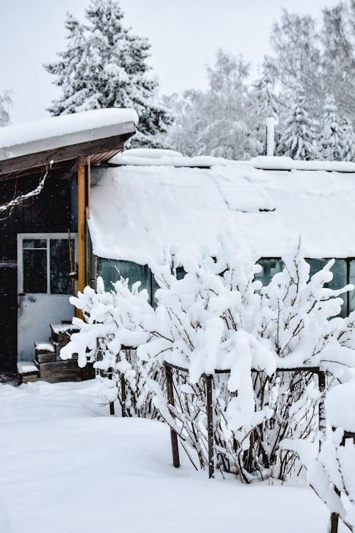 Gratuit Imagine de stoc gratuită din acoperit de zăpadă, arbori, cămin Fotografie de stoc