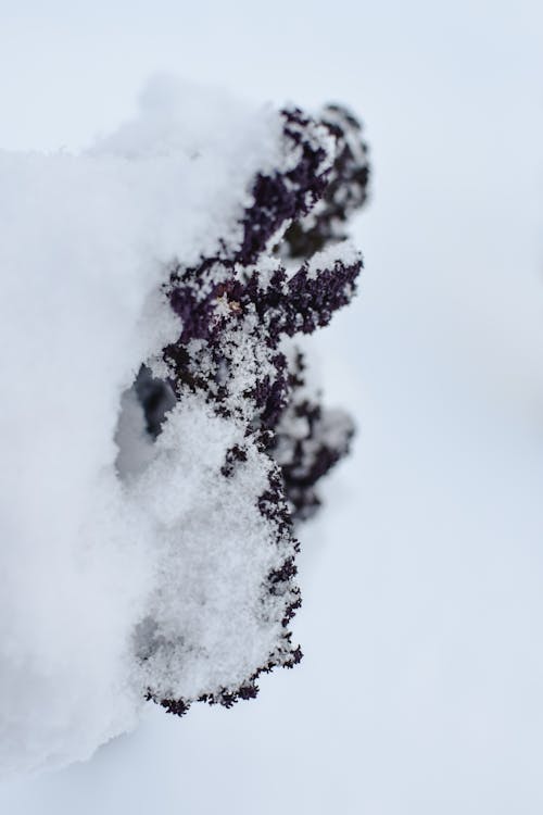 
A Close-Up Shot of a Frozen Plant 