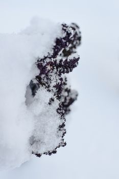 Close-up of a purple plant covered in fresh snow, showcasing delicate winter detail.