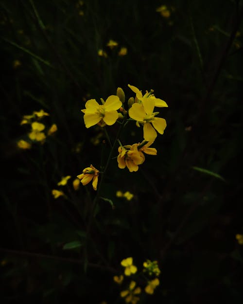 Close-Up Photograph of Flowers with Yellow Petals