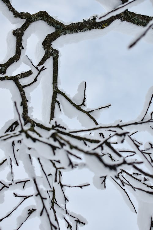 
A Close-Up Shot of Frozen Branches