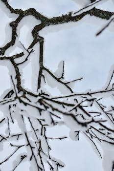 Capture of snow-laden branches in Estonia's serene winter landscape.
