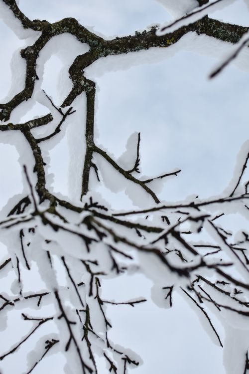 Free Capture of snow-laden branches in Estonia's serene winter landscape. Stock Photo