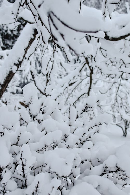 Snow Covered Branches 