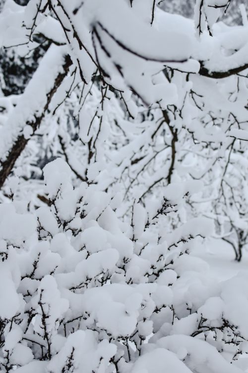 Free A serene winter landscape in Estonia with snow-laden branches and frosty weather. Stock Photo