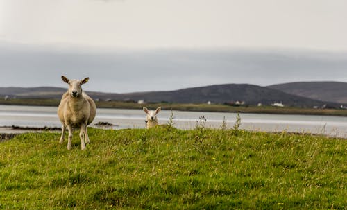 Free Sheep on Green Grass Stock Photo