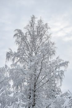 Beautiful snow-covered birch tree showcasing Estonia's winter wilderness.