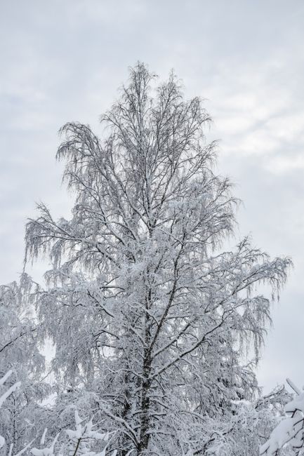Beautiful snow-covered birch tree showcasing Estonia's winter wilderness.