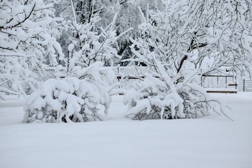Darmowe zdjęcie z galerii z duże opady śniegu, gałęzie, krzew