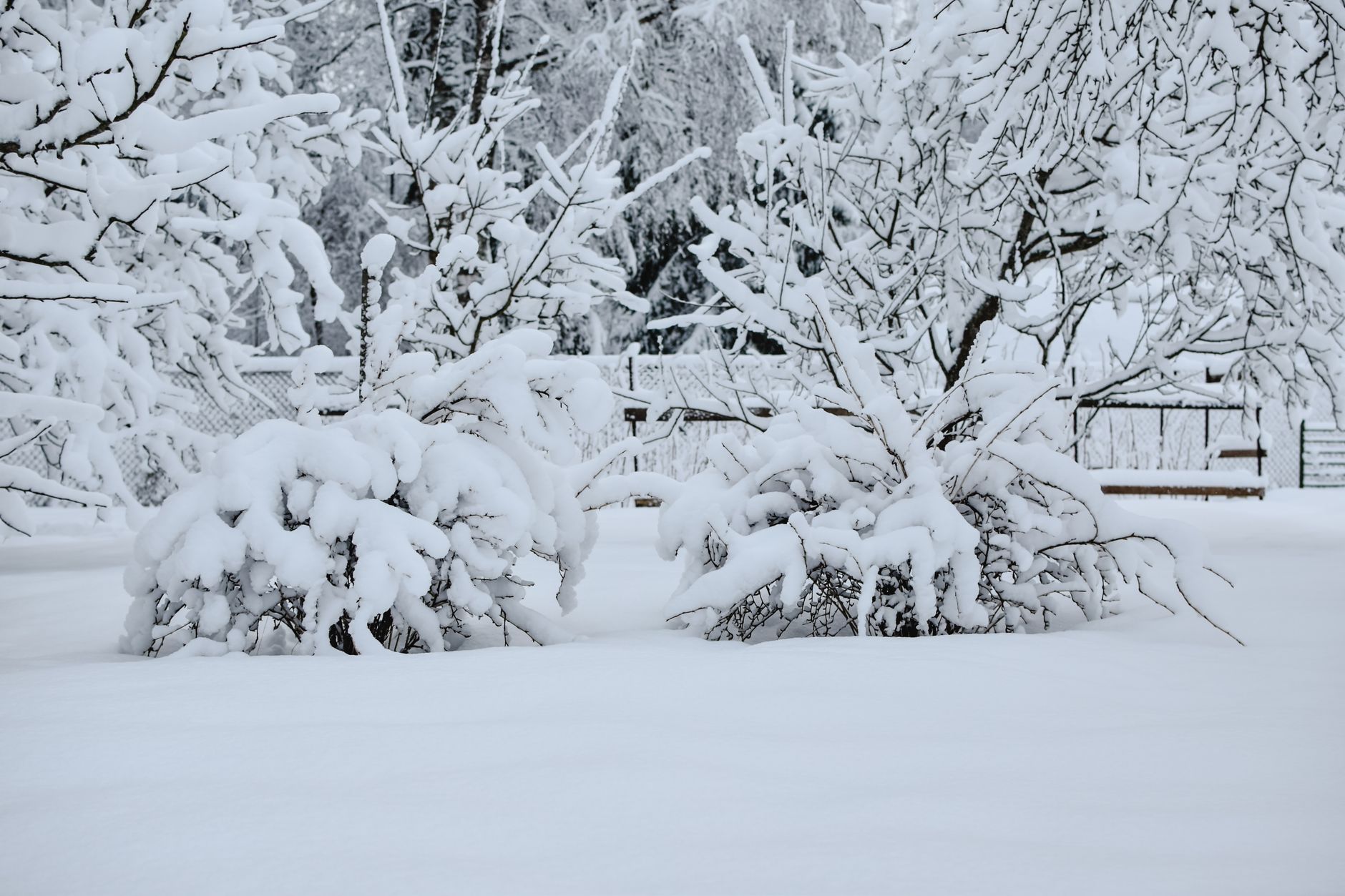 Close-up of tree branches bent under a heavy load of wet, settled snow