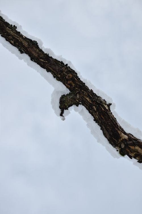 Free A close-up of a snow-covered branch against a cloudy winter sky, Estonia. Stock Photo