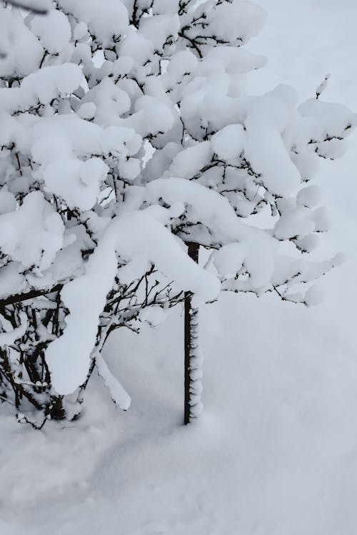 Snow Covered Tree Branches