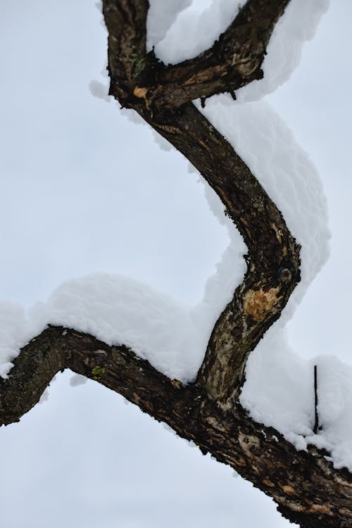 Gratuit Imagine de stoc gratuită din acoperit de zăpadă, crengi, înghețată Fotografie de stoc