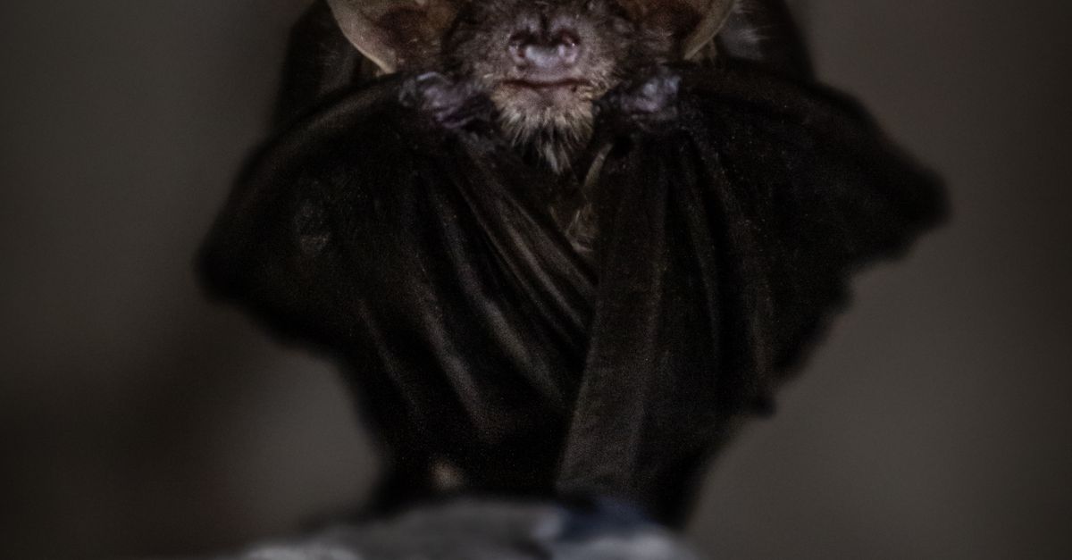 Los 10 animales con los sentidos más extremos del reino animal Los 10 animales con los sentidos más extremos del reino animal