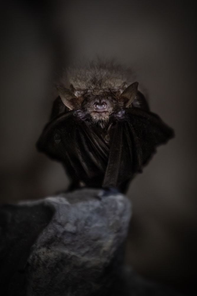 Bat Animal Photos, Download The BEST Free Bat Animal Stock Photos & HD ...