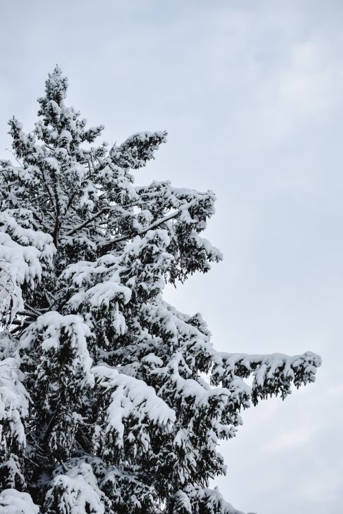 Free A serene image of a snow-covered evergreen tree against a cloudy winter sky. Stock Photo