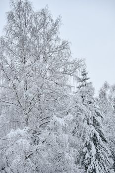 Snow-draped trees in an Estonian forest capture the tranquility of a winter wonderland.
