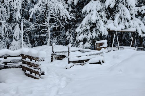 A Snow Covered Yard and Trees