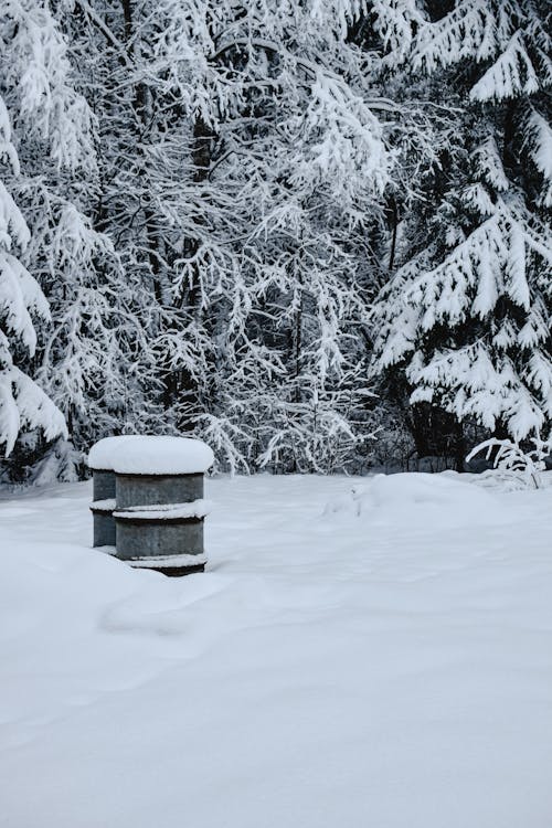 Kostenloses Stock Foto zu bäume, gefroren, jahreszeit