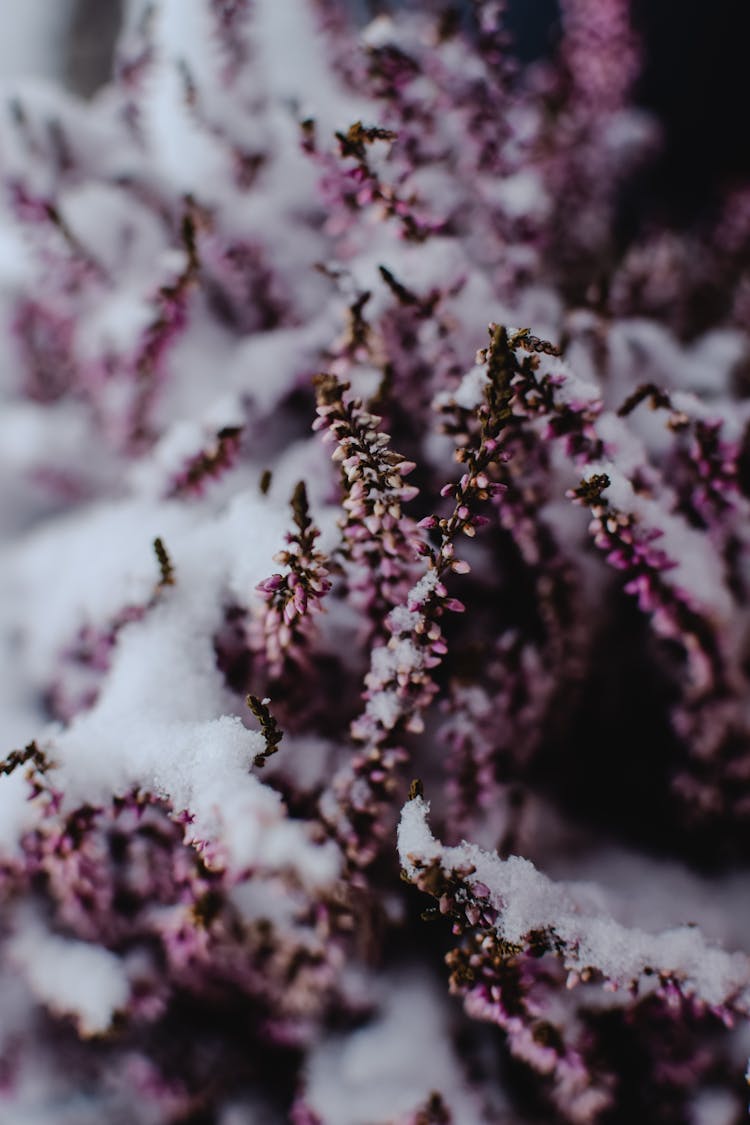 Lavender Covered In Snow