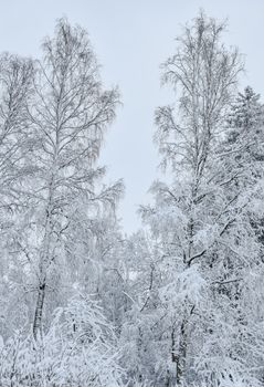 Serene snow-covered forest in Estonia during winter, showcasing frosty birch trees.