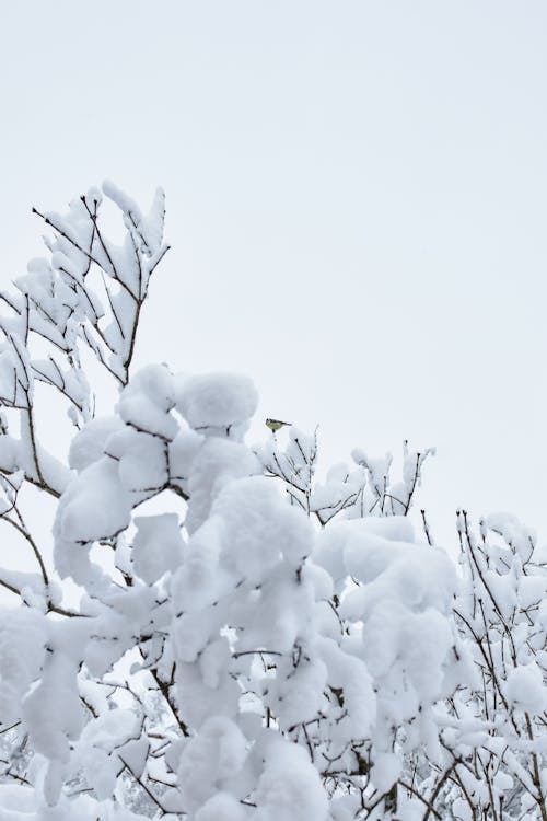 Foto profissional grátis de coberto de neve, congelado, galhos de árvore