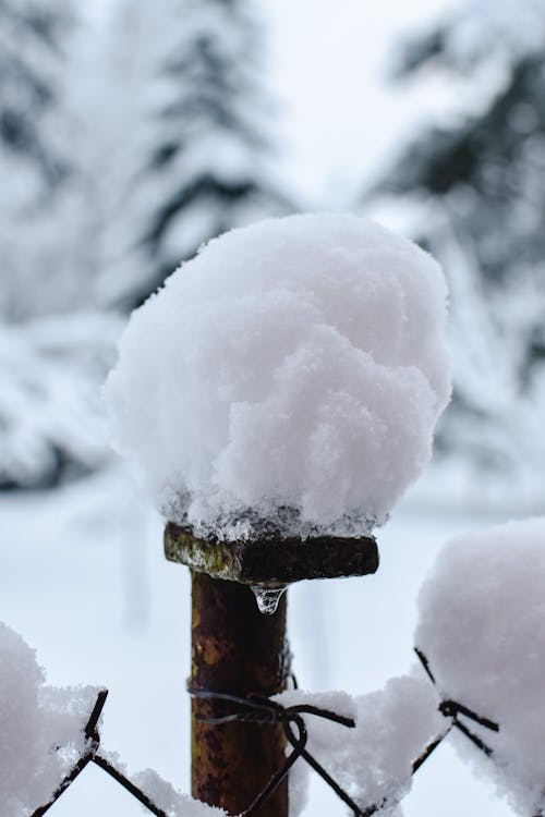 Snow Ball on a Post 