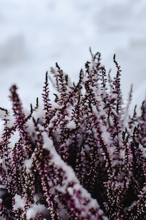 Snow Covered Purple Flowers