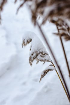 Close-up of a reed covered in snow, capturing the essence of winter in Estonia.