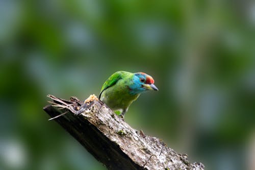 Green Bird Perched on a Tree Branch 