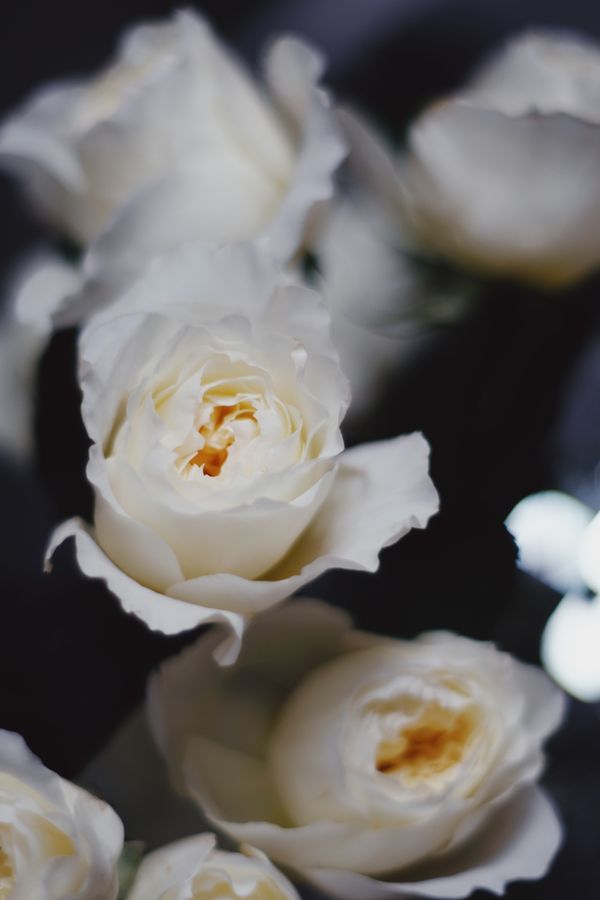 Rosa
