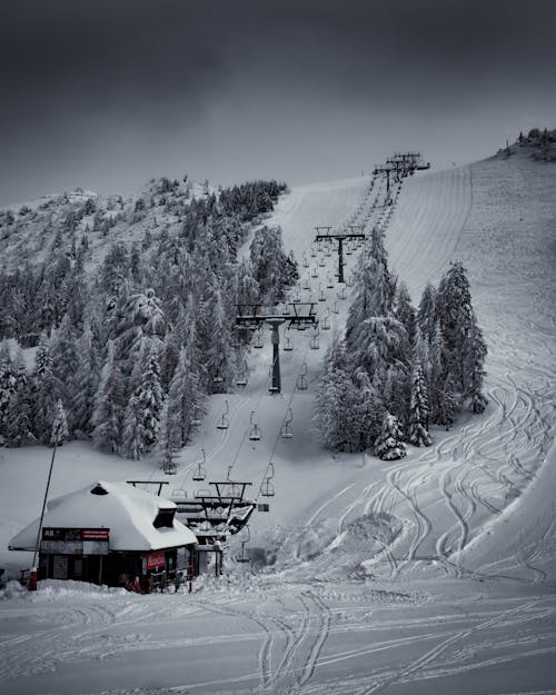 Photos gratuites de arbres de conifères, colline, couvert de neige